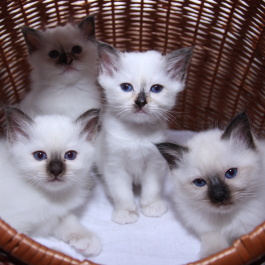 Kitten: Buddy, Baccara, Bonny, und Benjamin