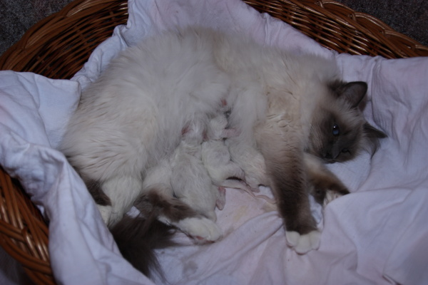 Vaaja und Kitten (1 Tag alt) 1 Tag alt
