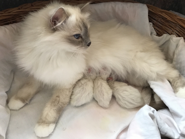 Saavik und die 3 Kleinen