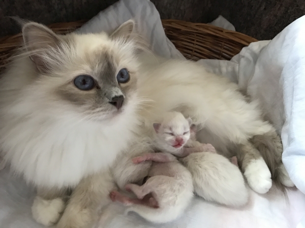 Saavik und die 3 Kleinen