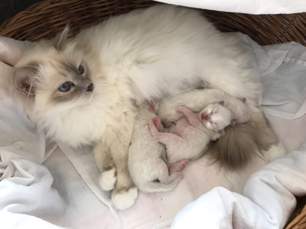 Saavik und die 3 Kleinen