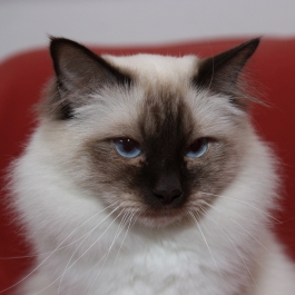 Unser Zuchtkater Buddy vom Taurastein