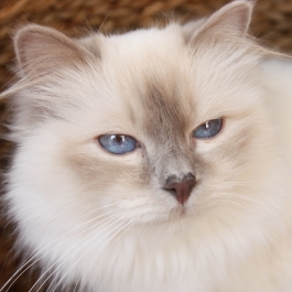 Saavik vom Birmaschl&ouml;&szlig;chen